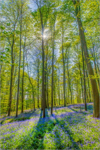 Poster Foresta di fiori blu III