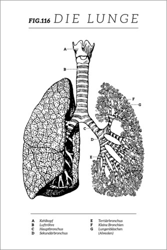 Poster I polmoni (tedesco)