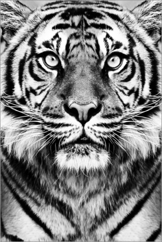 Poster Tigre maestosa
