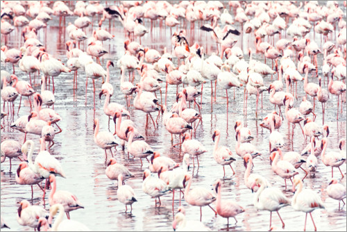 Poster Flamingo gregge