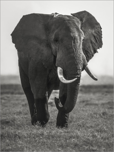 Poster Ritratto di elefante