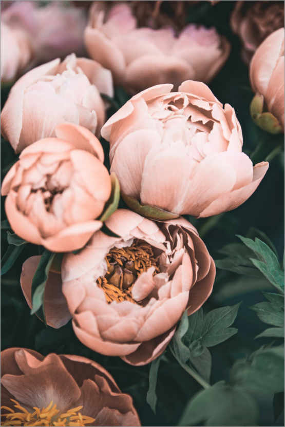 Poster Peonie in rosa