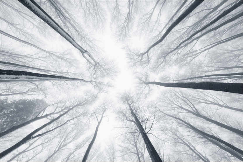 Poster Cima degli alberi nella nebbia