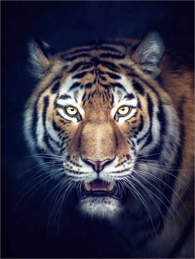 Poster Tigre siberiana
