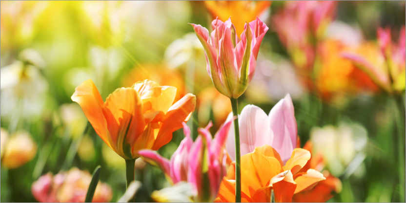 Poster Tulipani rosa e arancioni