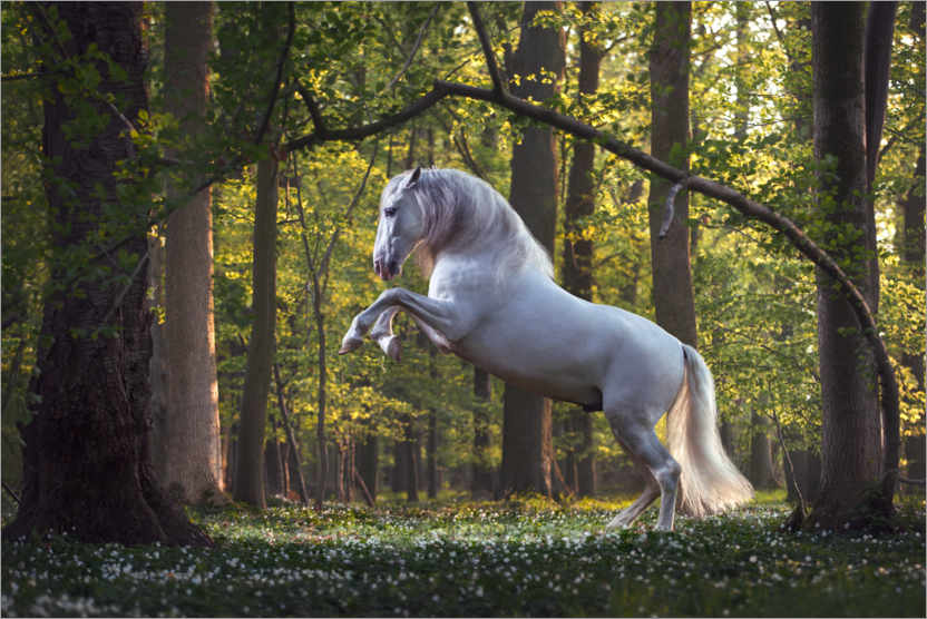 Poster Cavallo bianco nella foresta delle fiabe