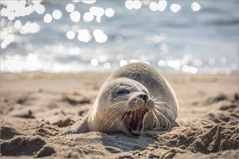 Poster Giovane foca sulla spiaggia di Sylt