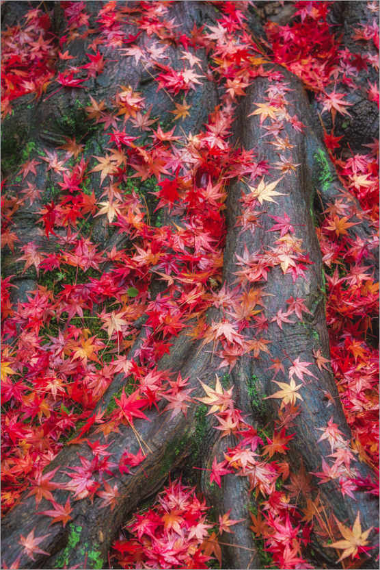 Poster Giardino giapponese con foglie d'autunno