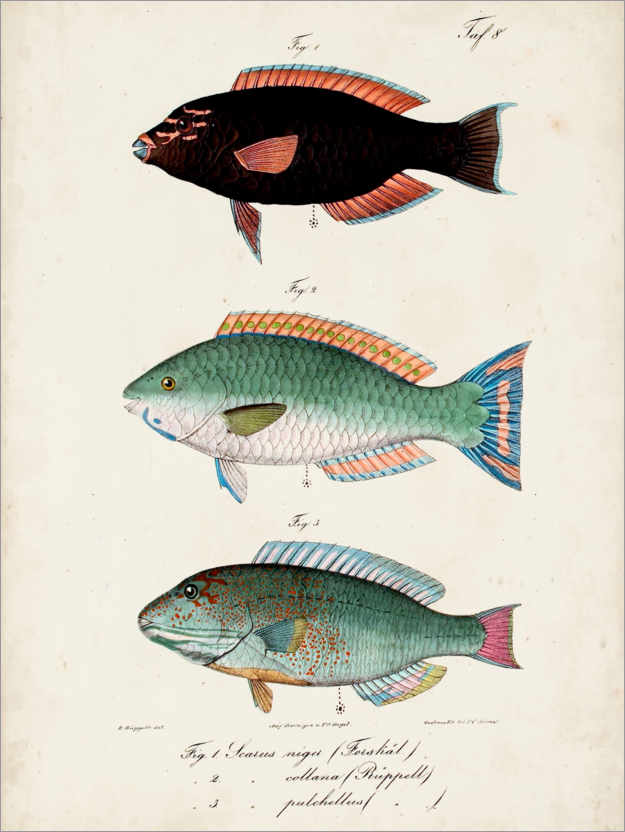 Poster Trio di pesci antichi II