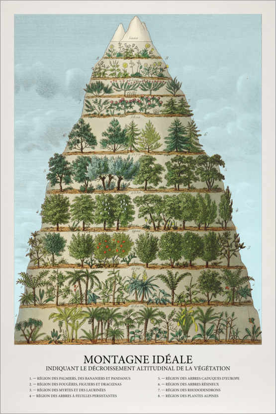 Poster Alberi e piante di montagna (francese)