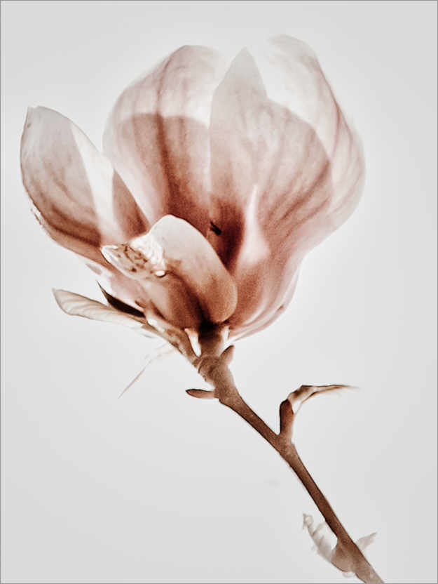 Poster Magnolia in fiore