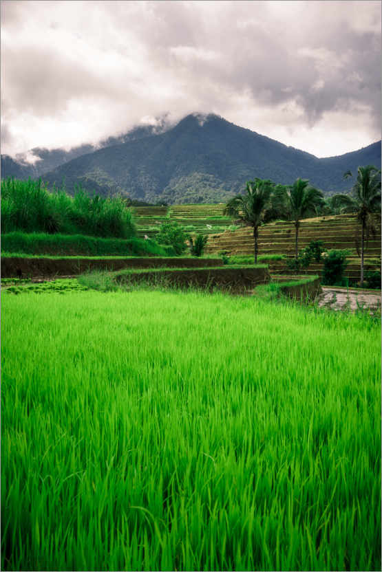 Poster Campo di riso a Bali