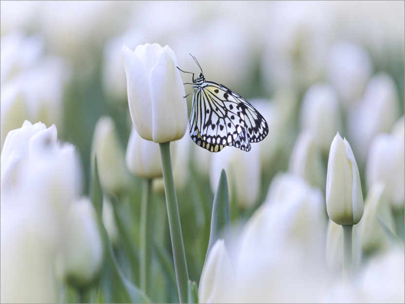 Poster Tulipani bianchi con farfalla