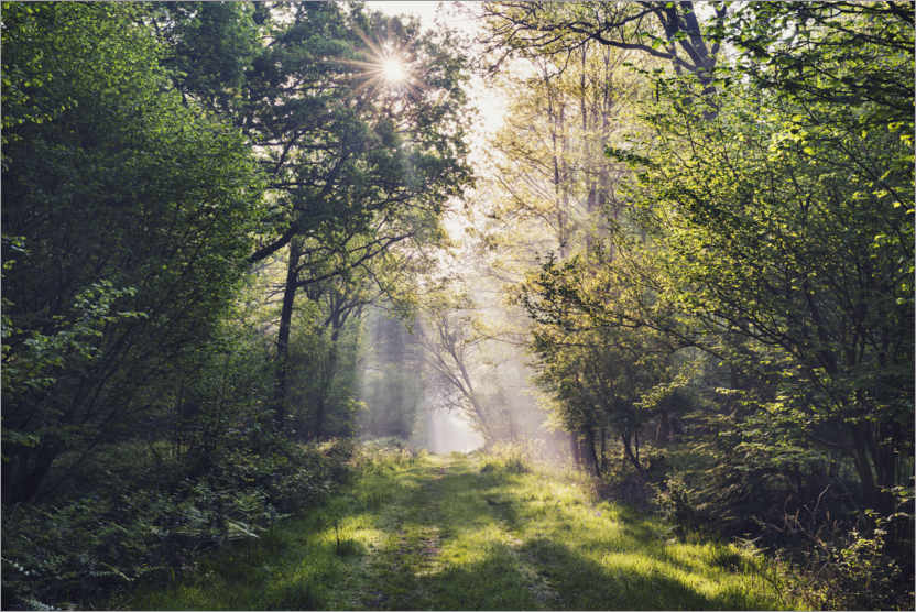 Poster Sentiero nel bosco con i raggi di luce all'alba