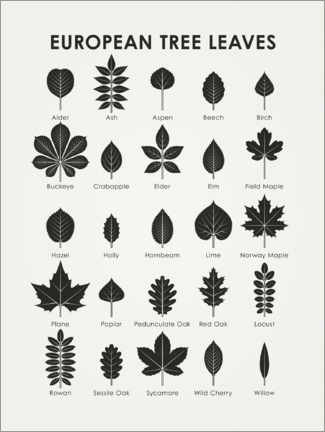Poster  Foglie di alberi europei (inglese) - Iris Luckhaus