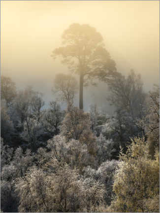 Poster Albero solitario in una mattina nebbiosa