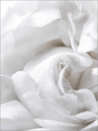 Poster Rosa bianca