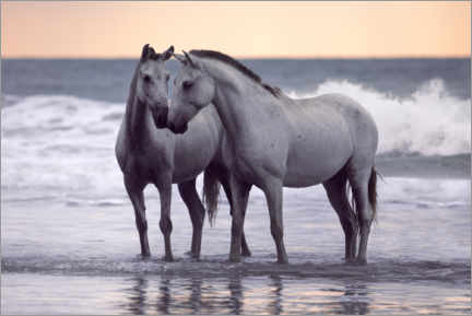 Poster Cavalli bianchi sulla spiaggia