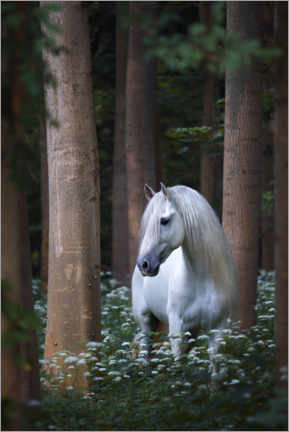 Poster  Cavallo bianco magico - Wiebke Haas