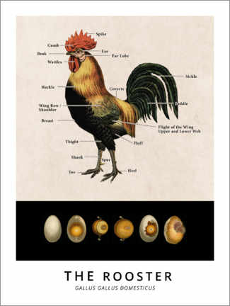 Poster  Il gallo, diagramma vintage (inglese) - Vintage Educational Collection