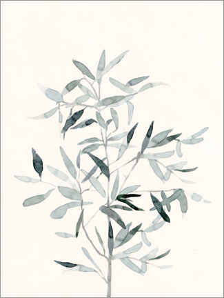 Poster Salvia tenera