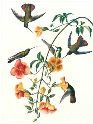 Poster  Chibri al mango dal petto nero - John James Audubon