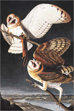 Poster  Barbagianni - John James Audubon
