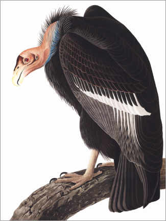 Poster  Condor della California - John James Audubon