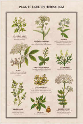 Poster  Piante medicinali (inglese) - Vintage Educational Collection