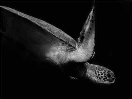 Poster  Ritratto di una tartaruga marina - Robin Wechsler