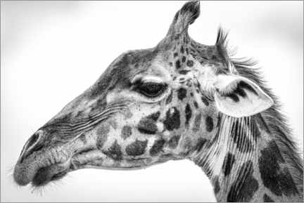 Poster Giraffa Maasai
