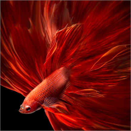Poster Pesce betta rosso fuoco