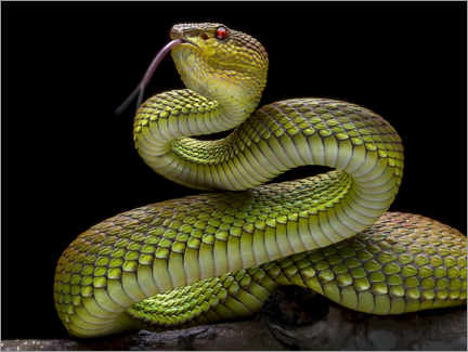 Poster  Serpente vipera serpente velenoso dorato - Fauzan Maududdin