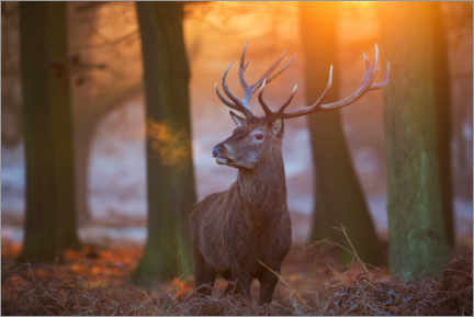 Poster Cervo maestoso nella gelida luce del mattino