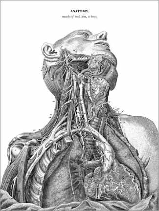 Stampa su plexi-alluminio  Anatomia del sistema nervoso nel cuore, nel collo e nel braccio