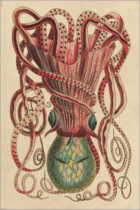 Stampa su PVC  Octopus, Octopus vulgaris - Frederick Polydor Nodder