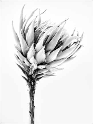 Poster Protea II in bianco e nero