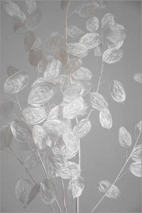 Stampa su plexi-alluminio  Foglie d'argento - ramo di pianta secca - Studio Nahili