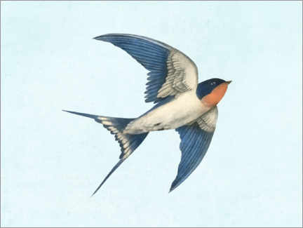 Poster Barn swallow