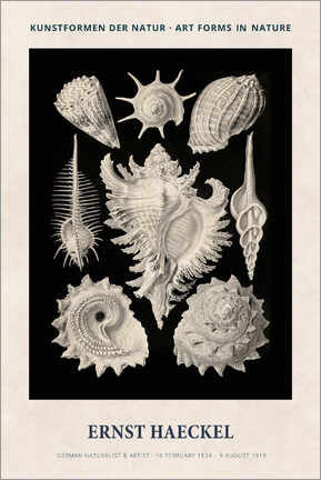 Poster Ernst Haeckel - Art forms of nature II