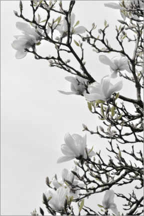 Adesivo murale  Fiore bianco della magnolia - primavera in piena fioritura - Studio Nahili