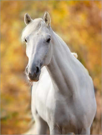 Poster Cavallo bianco in foglie d'autunno