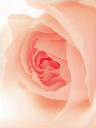 Poster Blush Rose