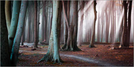 Poster  Foresta nella luce d'autunno - Martin Wasilewski