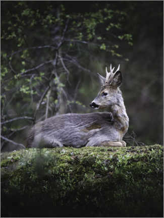 Stampa su tela  Resting deer - articstudios