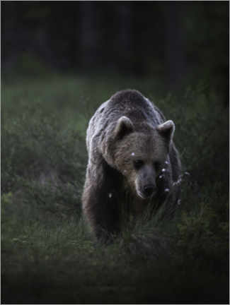Poster  Bear in the evening light - articstudios