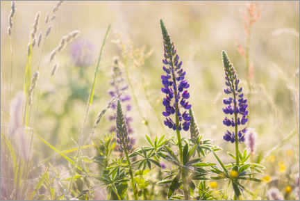 Poster Lupins in a meadow