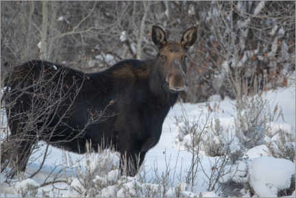 Stampa su PVC  Cow Moose portrait in winter - Howie Garber