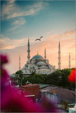 Stampa su plexi-alluminio  Seagull over Sultan Ahmed Mosque in Istanbul - Marcel Gross