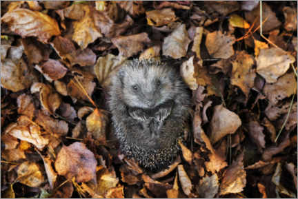 Poster Hedgehog in autumn
